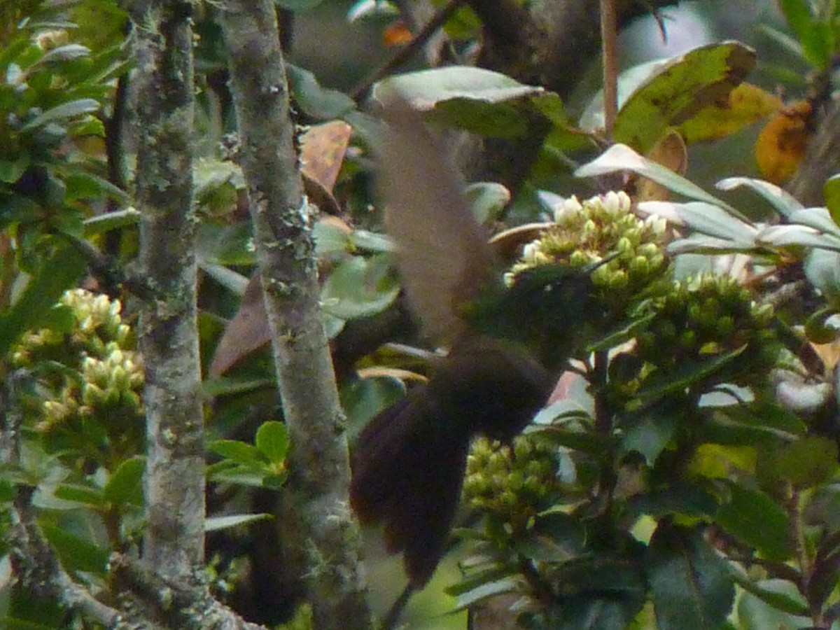 kolibřík méridský - ML555921251