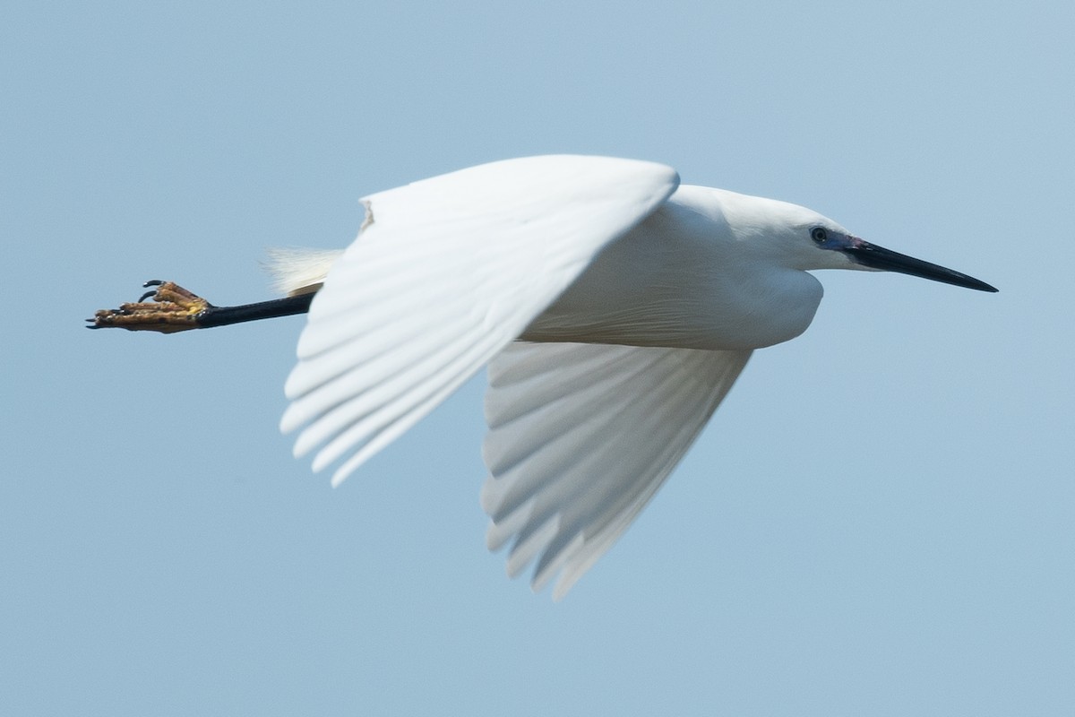 Little Egret - Fredrik Bensch Strandin