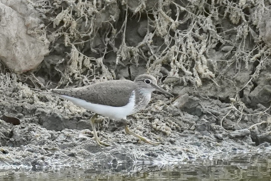 Common Sandpiper - ML555922551