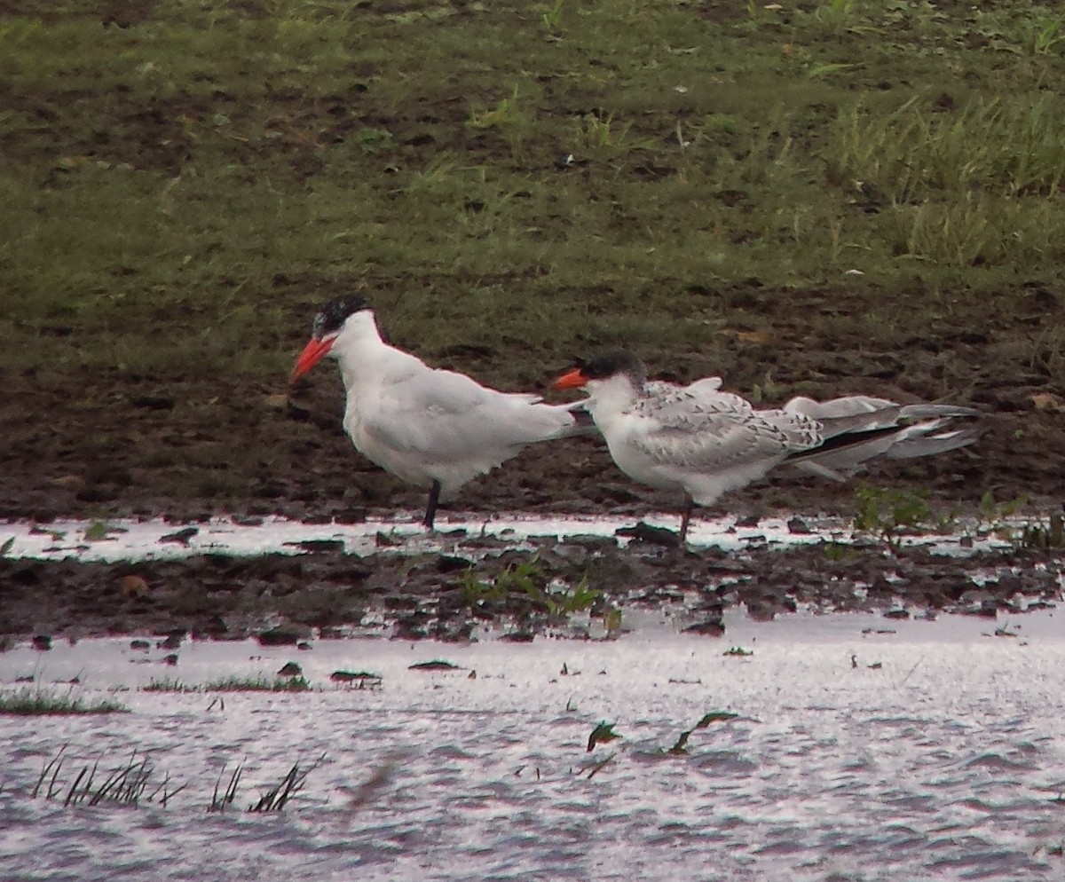 Caspian Tern - ML555924331