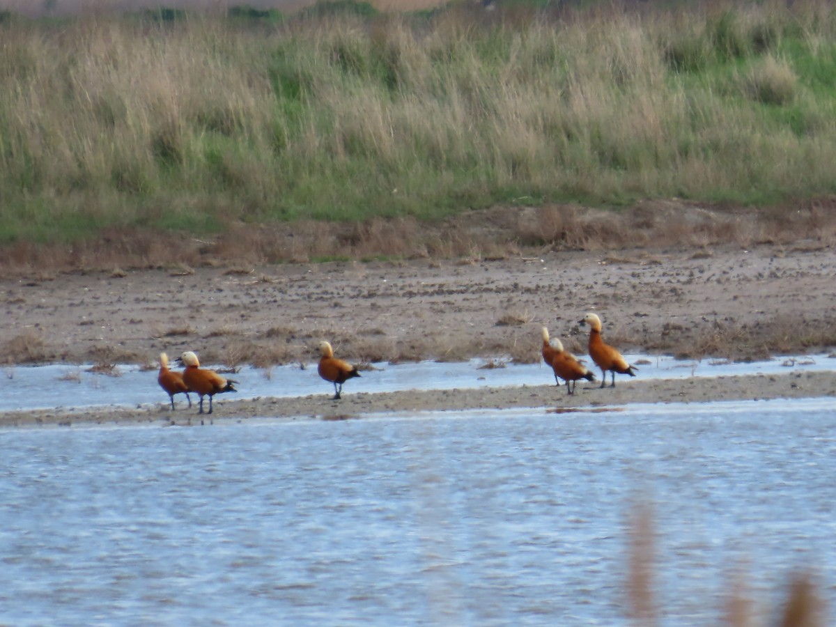 Ruddy Shelduck - ML555925261