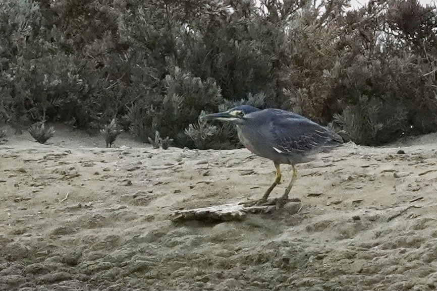 Striated Heron - ML555925381