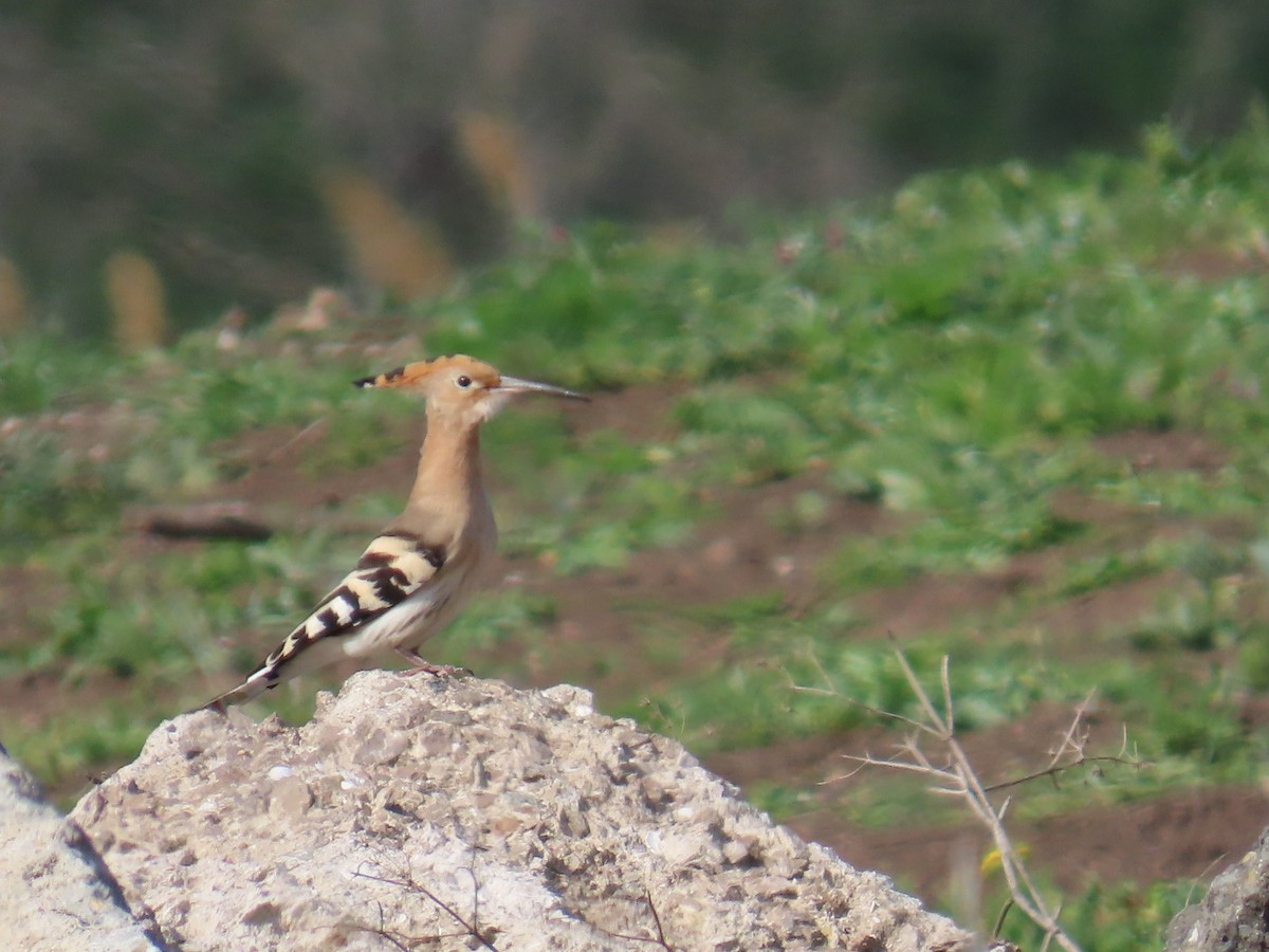 Eurasian Hoopoe - ML555925621