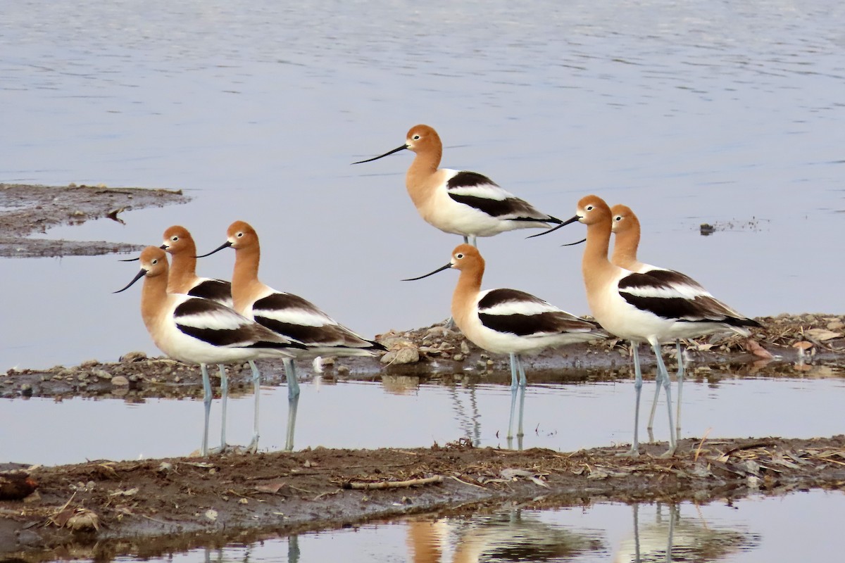 American Avocet - ML555925951