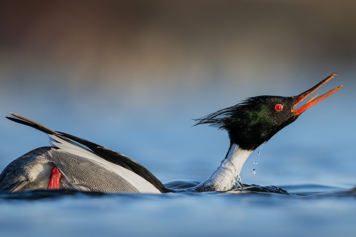 Red-breasted Merganser - ML555926351