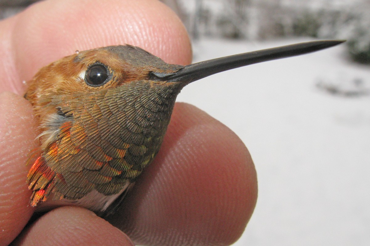 Rufous Hummingbird - Allen Chartier