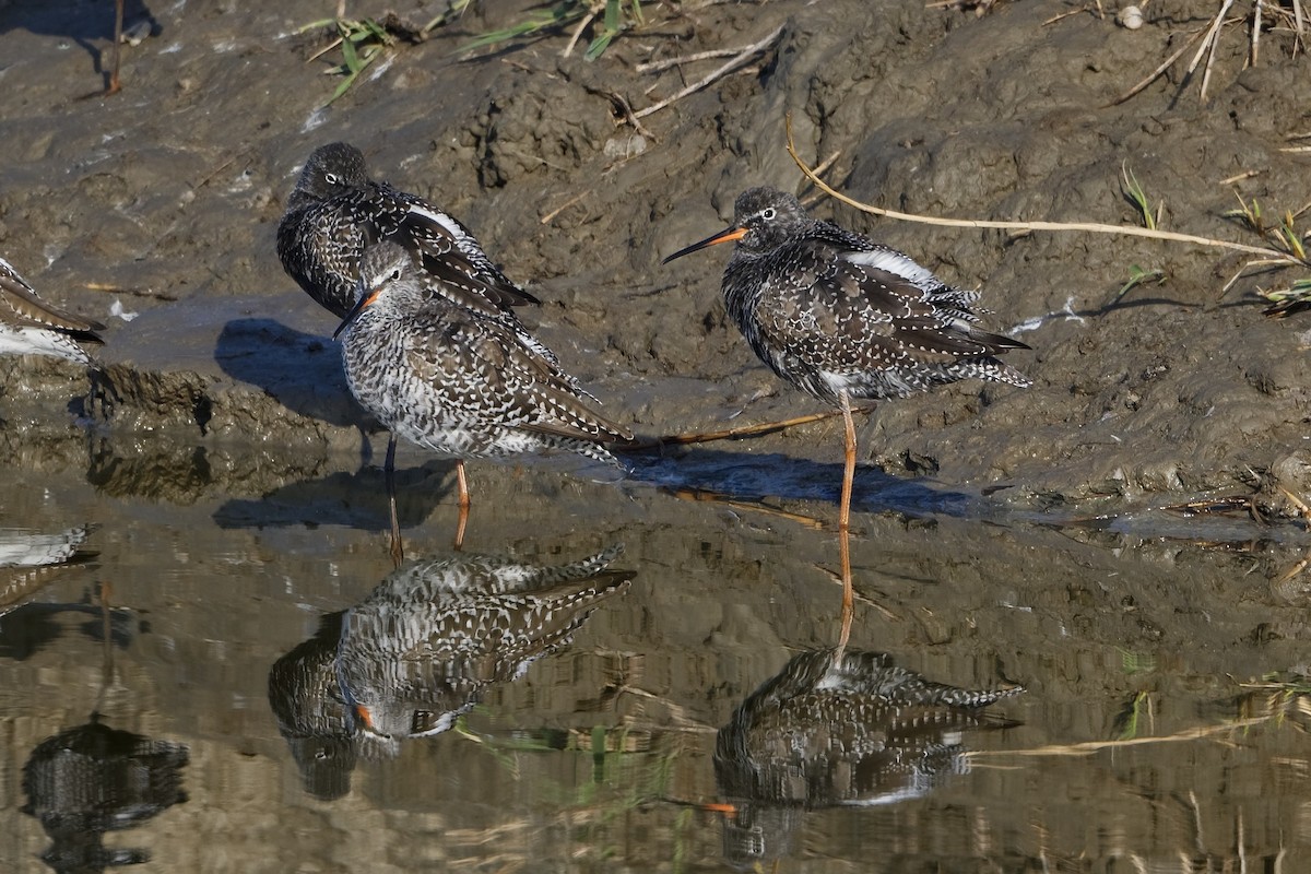 Spotted Redshank - ML555928031