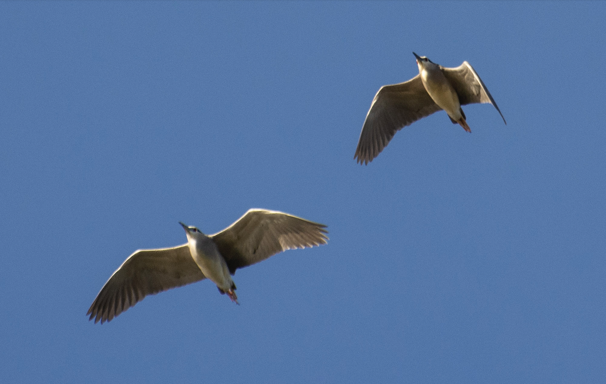 Black-crowned Night Heron - ML555929231