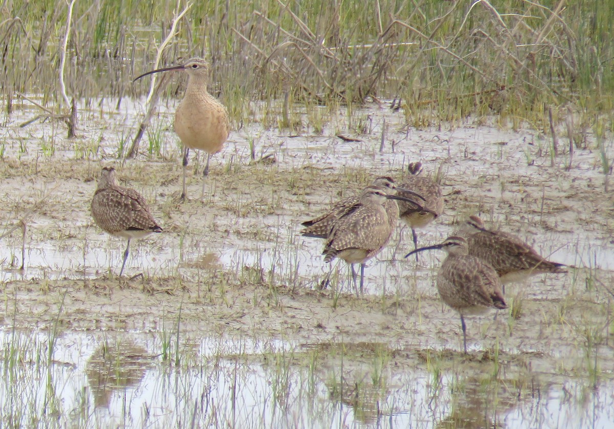 Long-billed Curlew - ML55592931