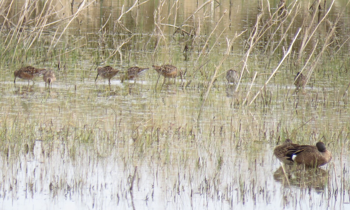 Long-billed Dowitcher - ML55592971