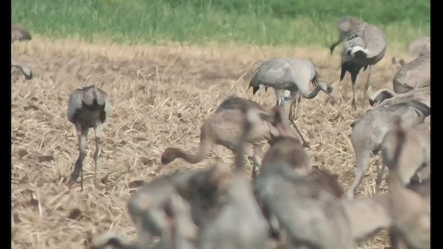 Demoiselle Crane - ML555929961