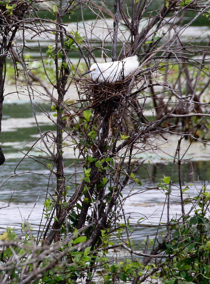 Snowy Egret - ML55593011