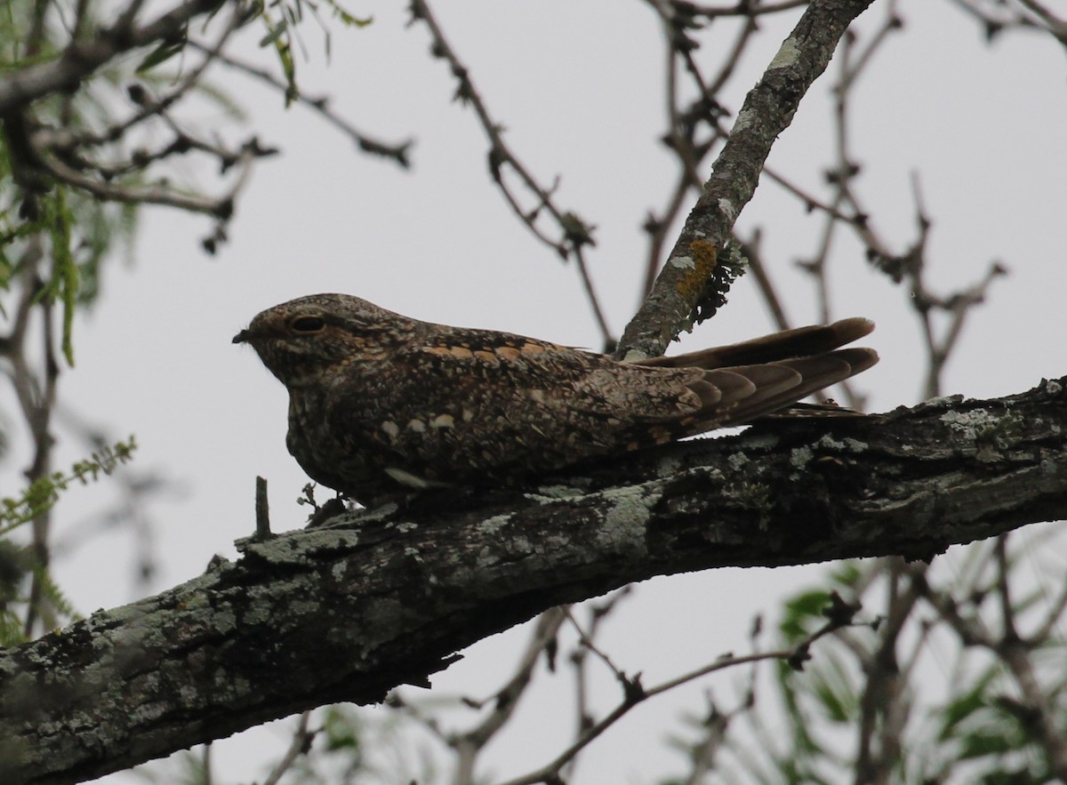 Lesser Nighthawk - ML555932611