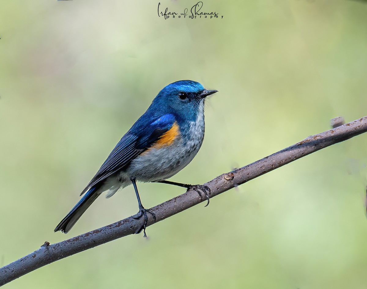 Himalayan Bluetail - ML555933201