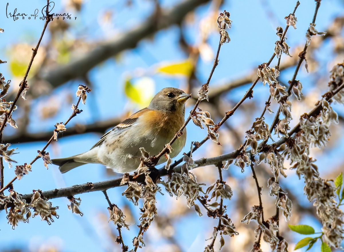 Brambling - ML555933671