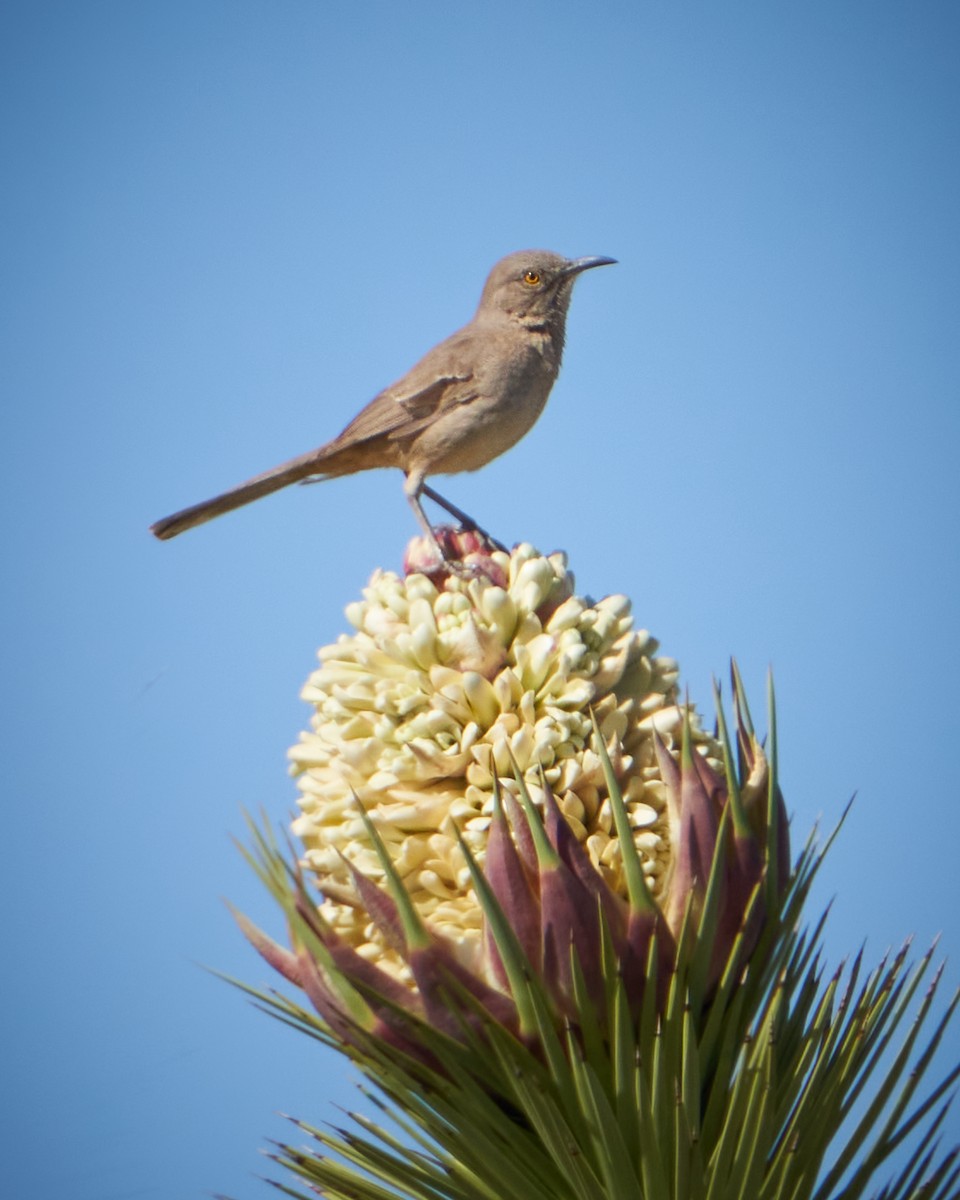 Bendire's Thrasher - ML555933921