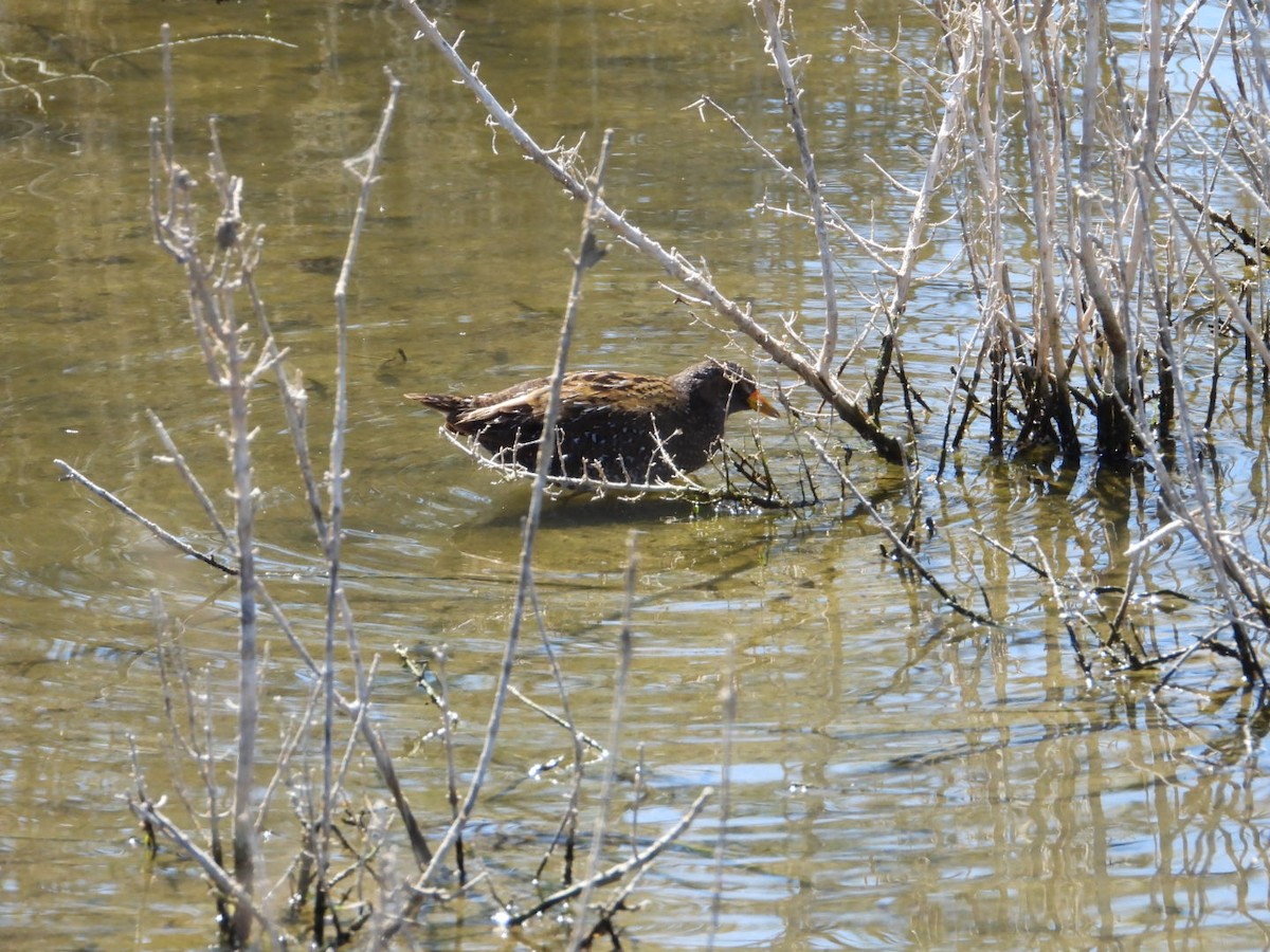 Spotted Crake - ML555935271