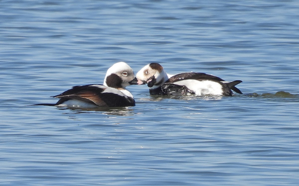 Long-tailed Duck - ML555936321