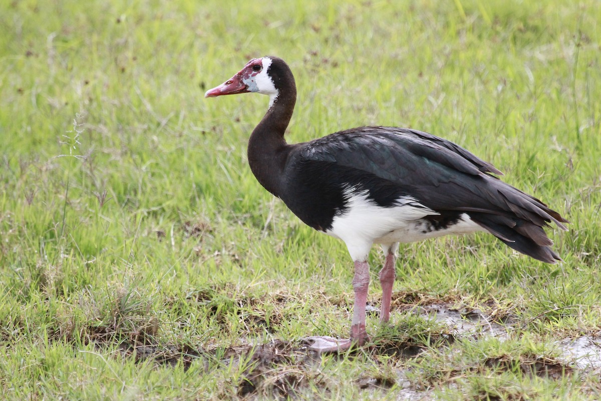 Spur-winged Goose - ML555938231