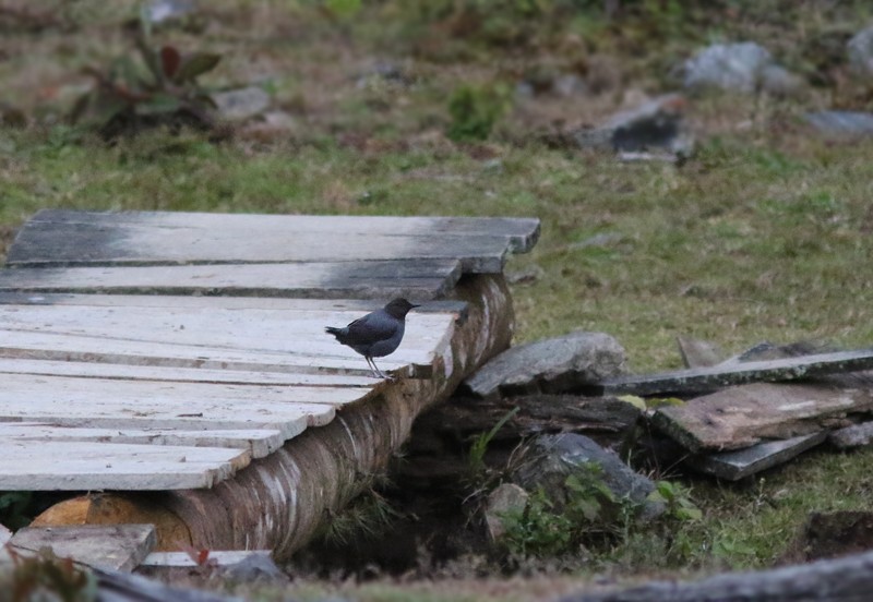 American Dipper (Northern) - ML55593831