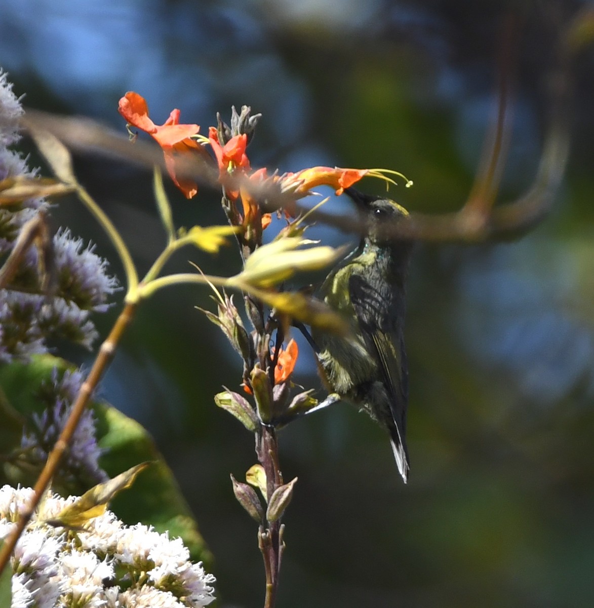 Forest Double-collared Sunbird - ML555938561