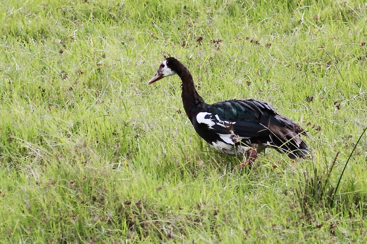 Spur-winged Goose - ML555938691