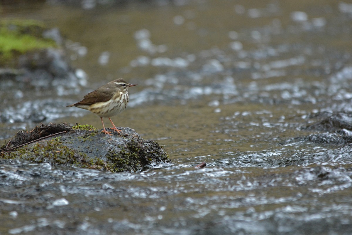 Louisiana Waterthrush - Kyle Wilmarth