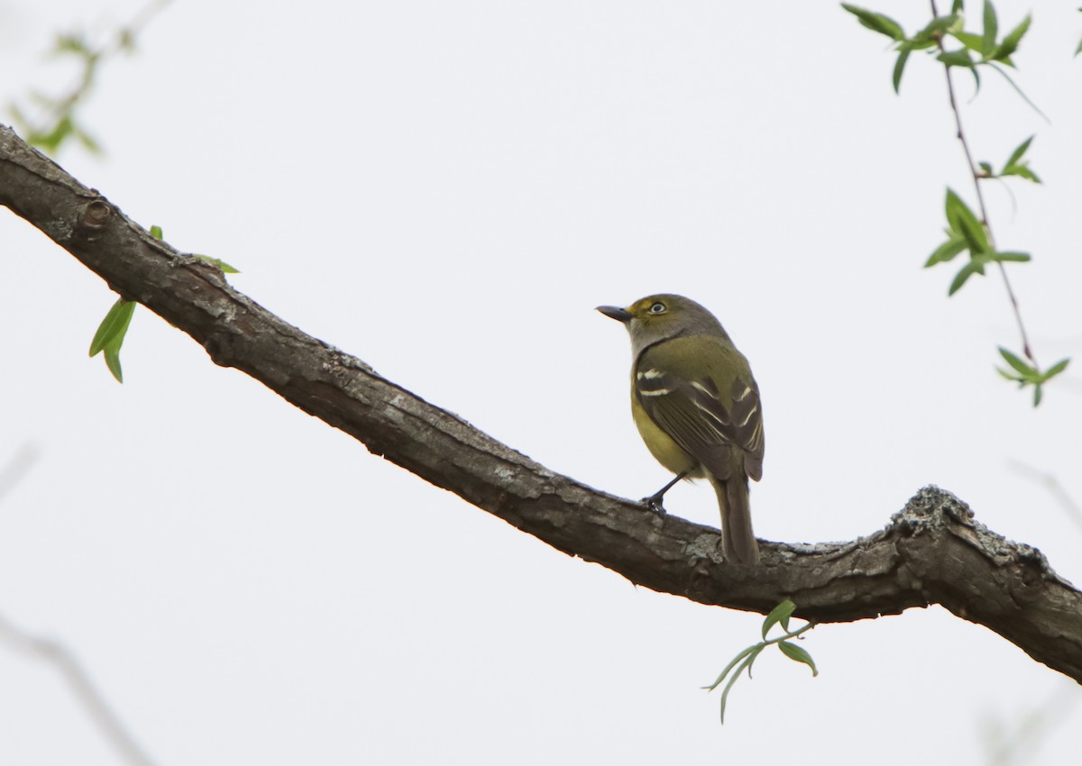 White-eyed Vireo - ML555939001