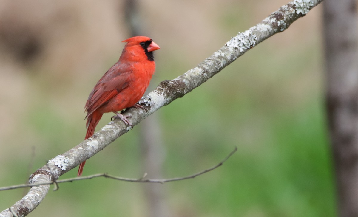 Cardinal rouge - ML555939061