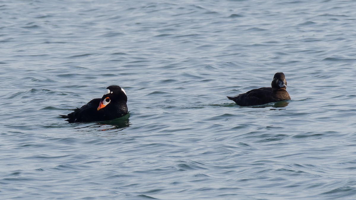 Surf Scoter - ML555939451