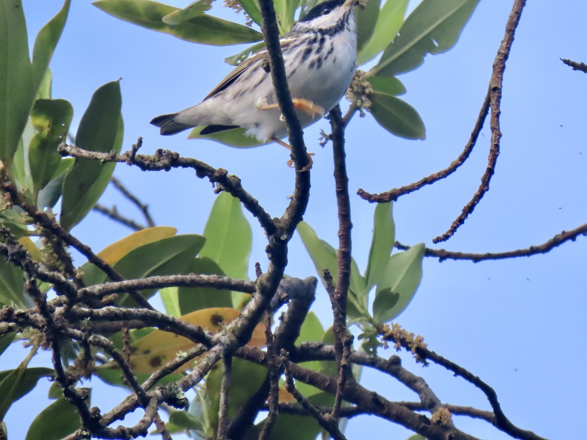 Blackpoll Warbler - ML555939851