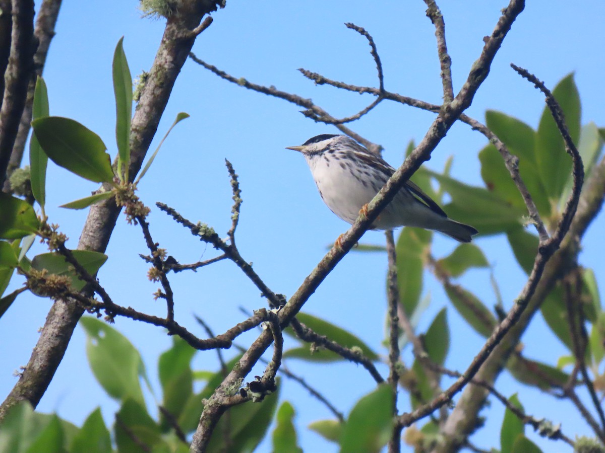 Blackpoll Warbler - ML555939861