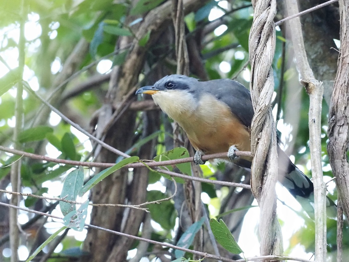 Mangrove Cuckoo - ML555944851