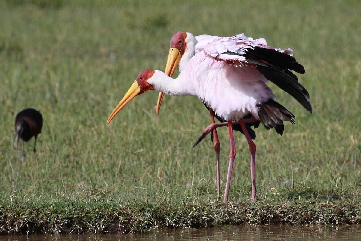 Yellow-billed Stork - Bonnie Duman