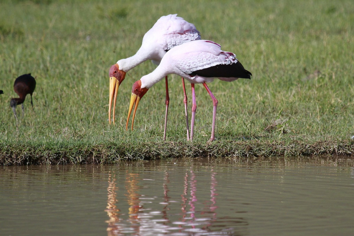 Yellow-billed Stork - Bonnie Duman
