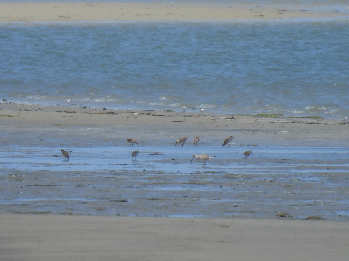 shorebird sp. - ML555946641