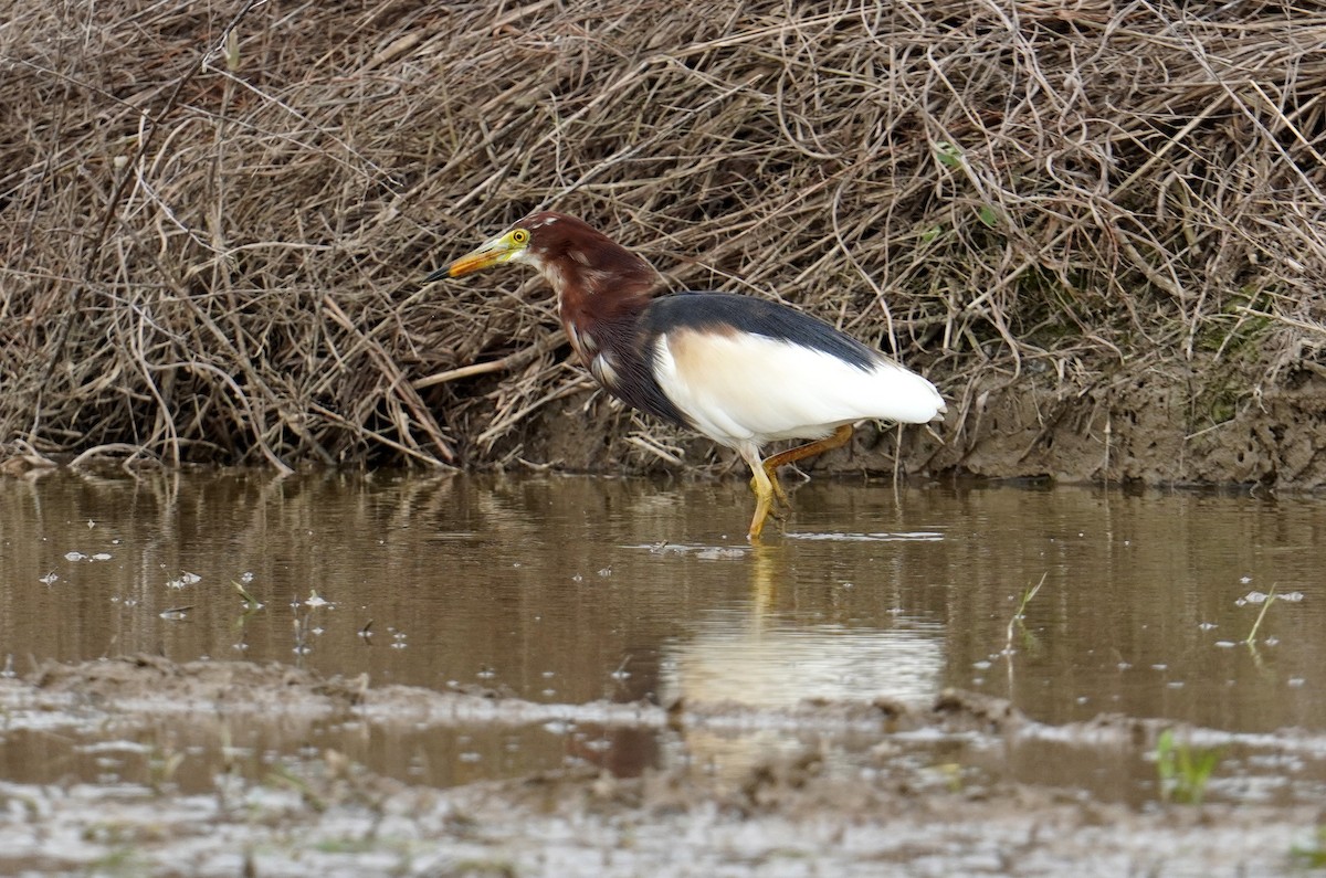 Chinese Pond-Heron - ML555946931