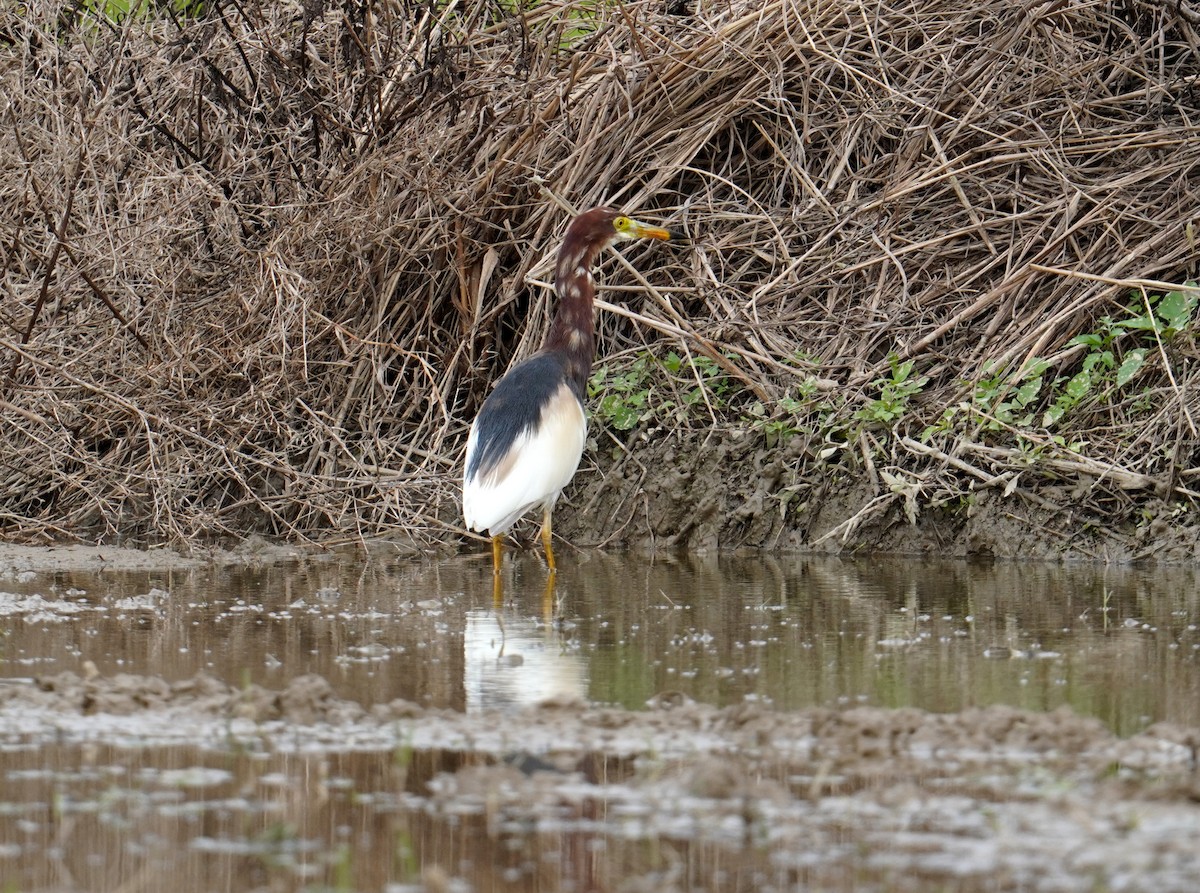 Chinese Pond-Heron - 榮章 周