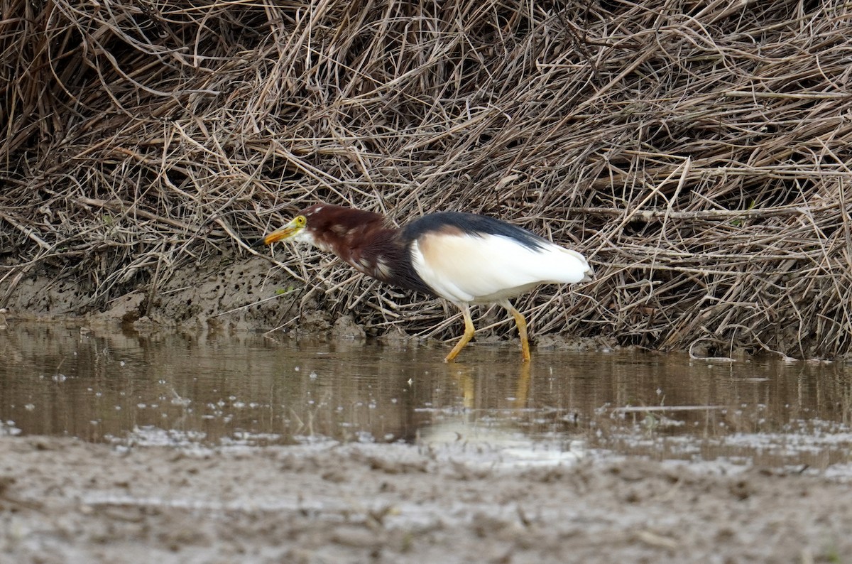 Chinese Pond-Heron - ML555946951