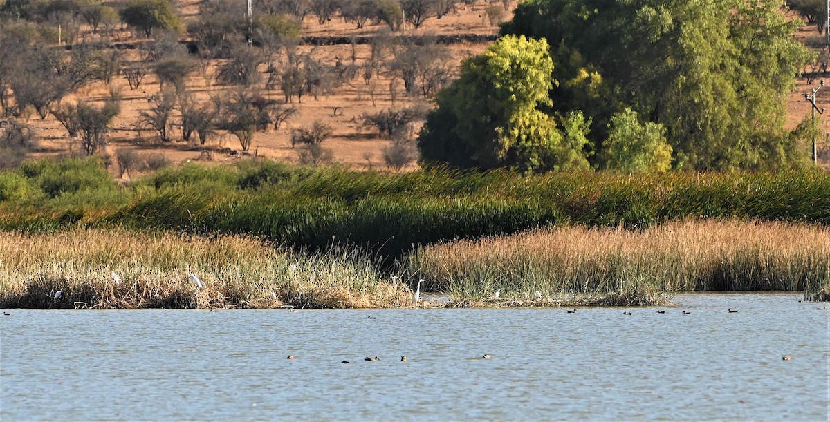 Snowy Egret - ML555948131