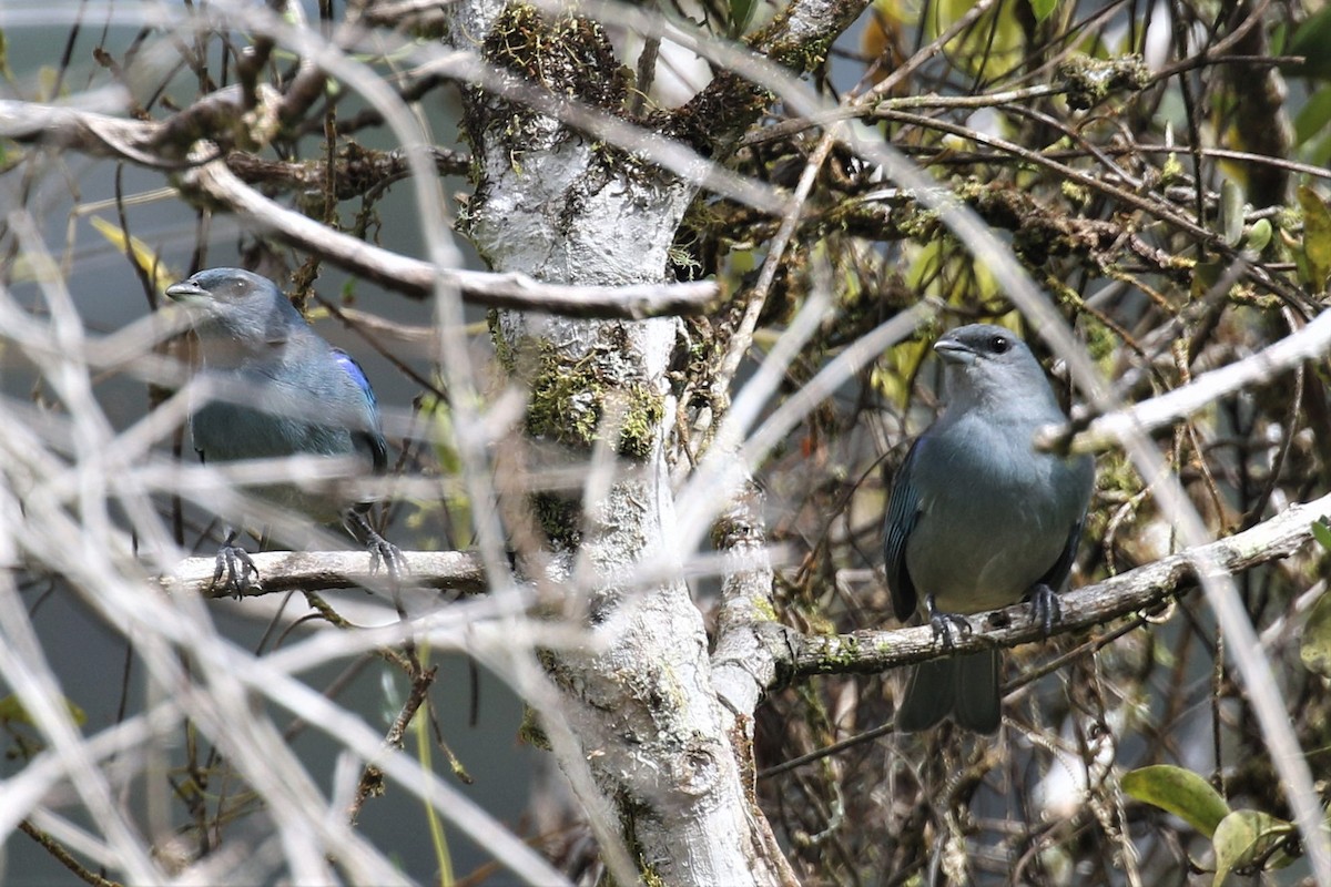 Azure-shouldered Tanager - ML555949151