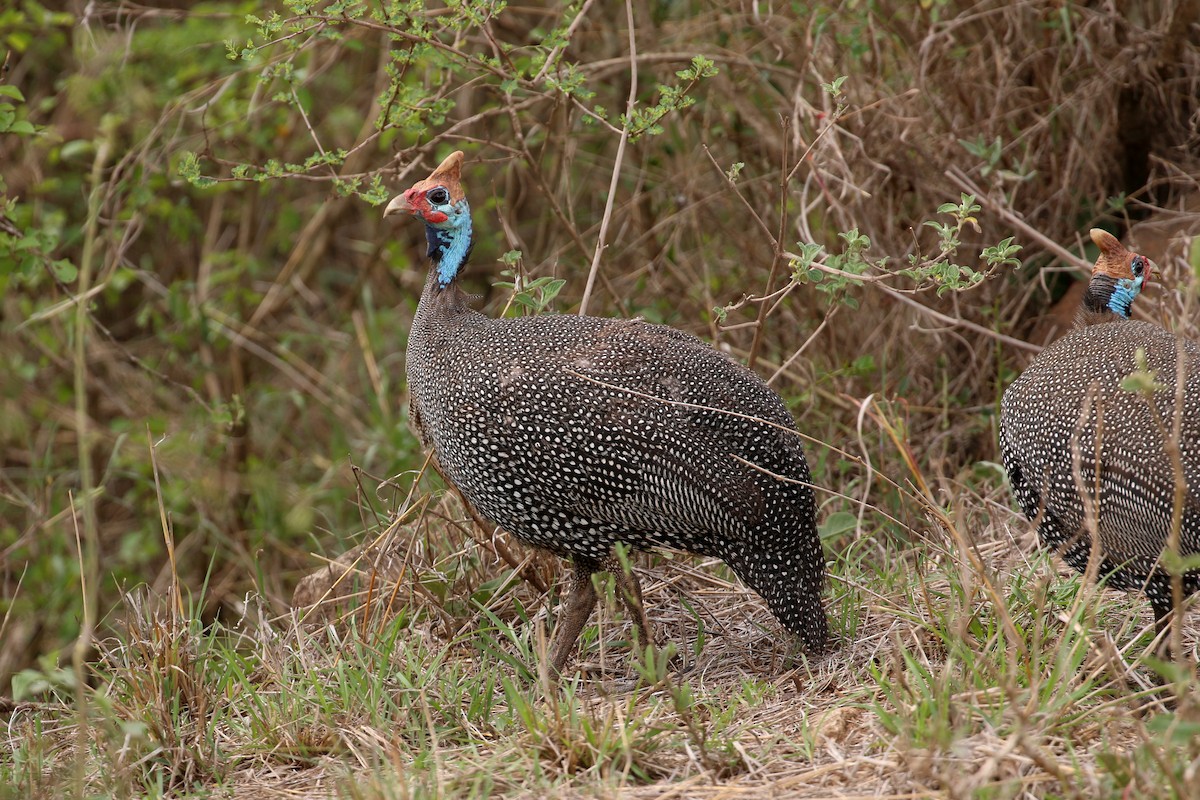 Helmeted Guineafowl (Reichenow's) - Tommy Pedersen