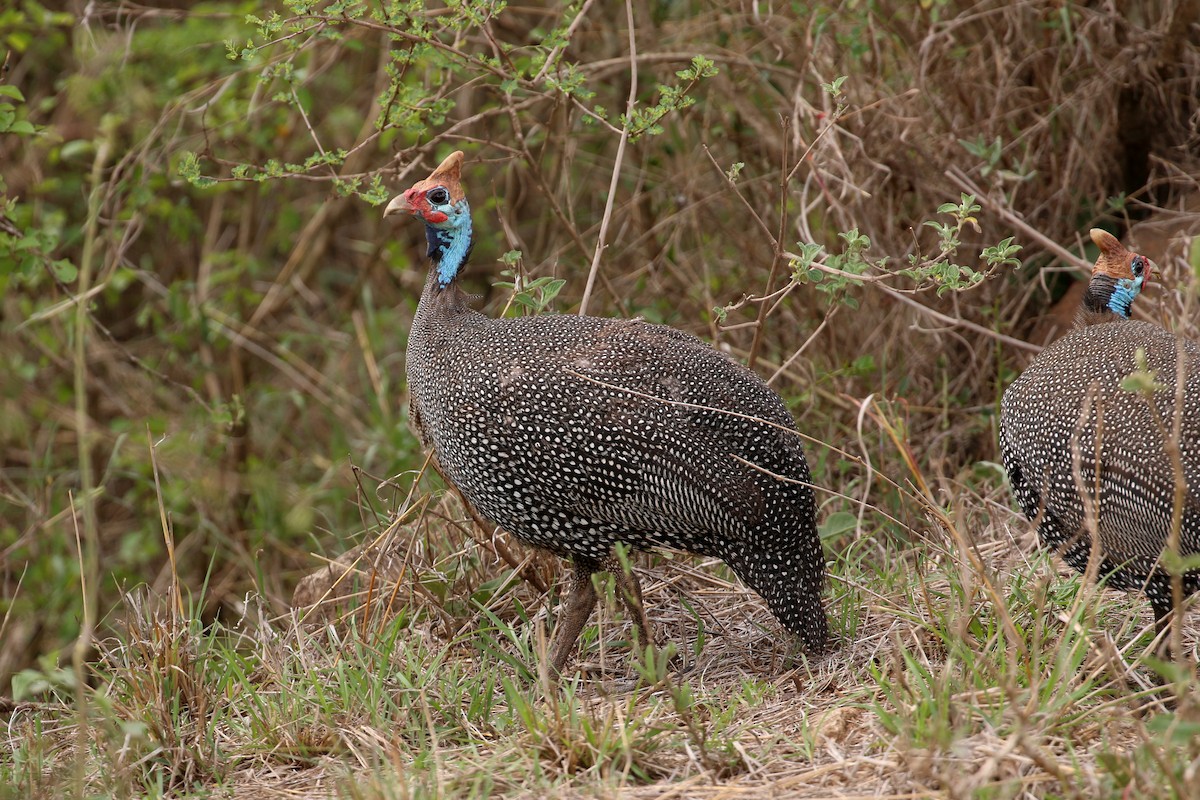 Helmeted Guineafowl (Reichenow's) - ML55595011