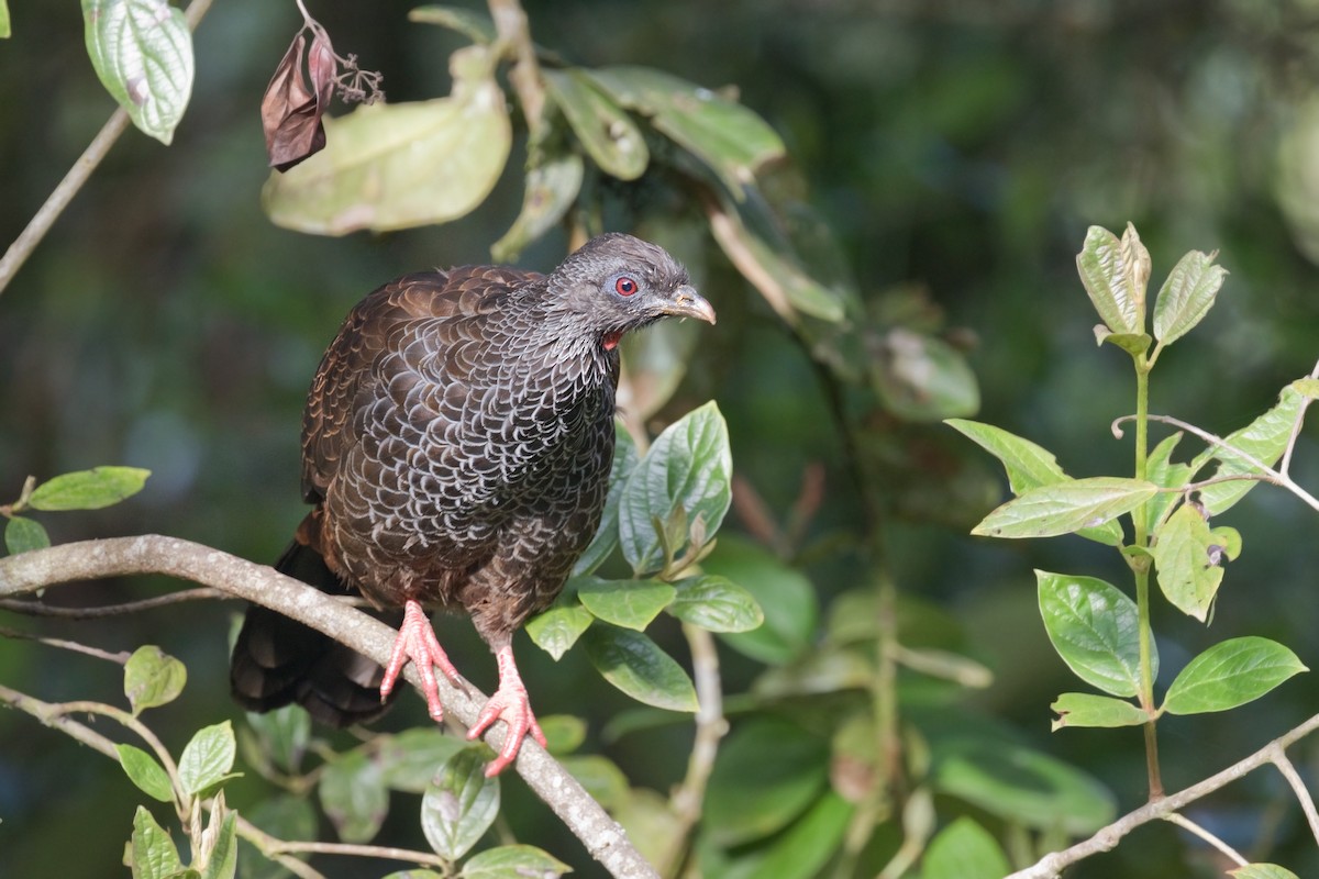 Andean Guan - Michel Gutierrez