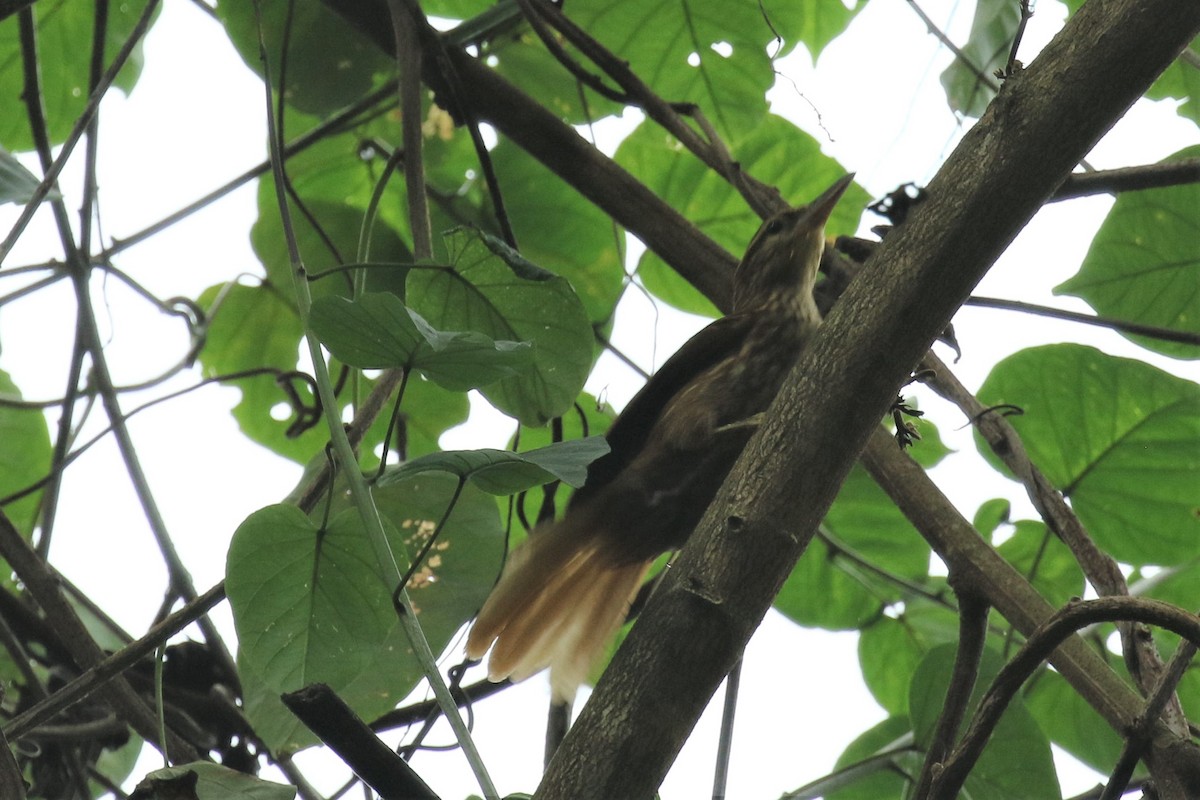 Pale-browed Treehunter - ML555951531