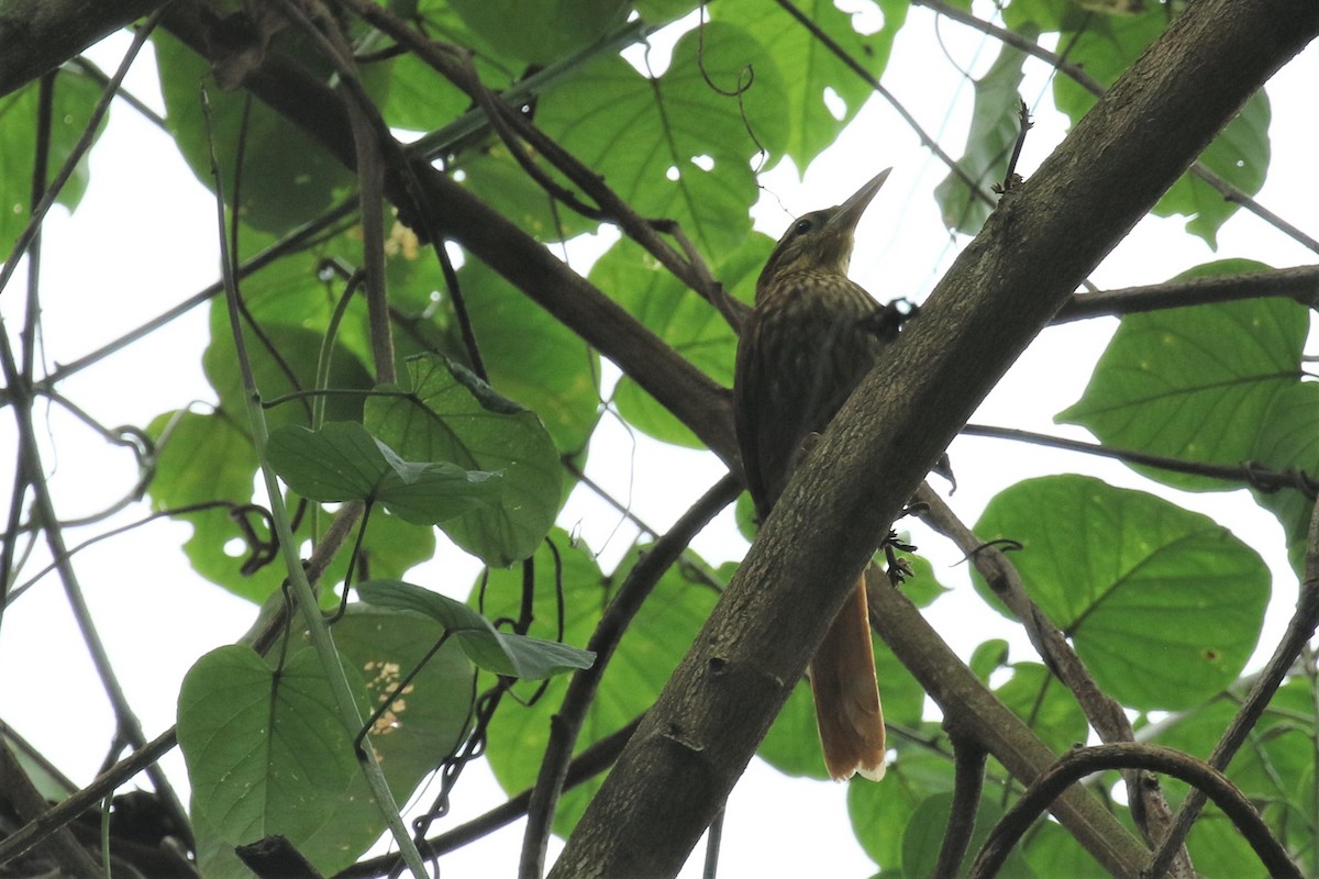 Pale-browed Treehunter - ML555951541