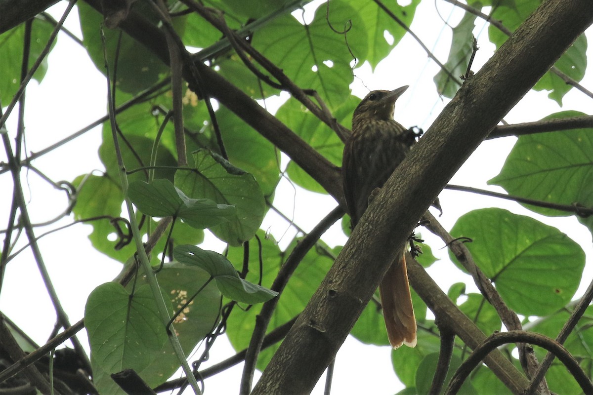 Pale-browed Treehunter - ML555951551