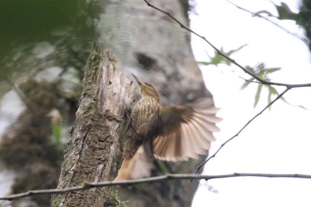 Pale-browed Treehunter - ML555951571