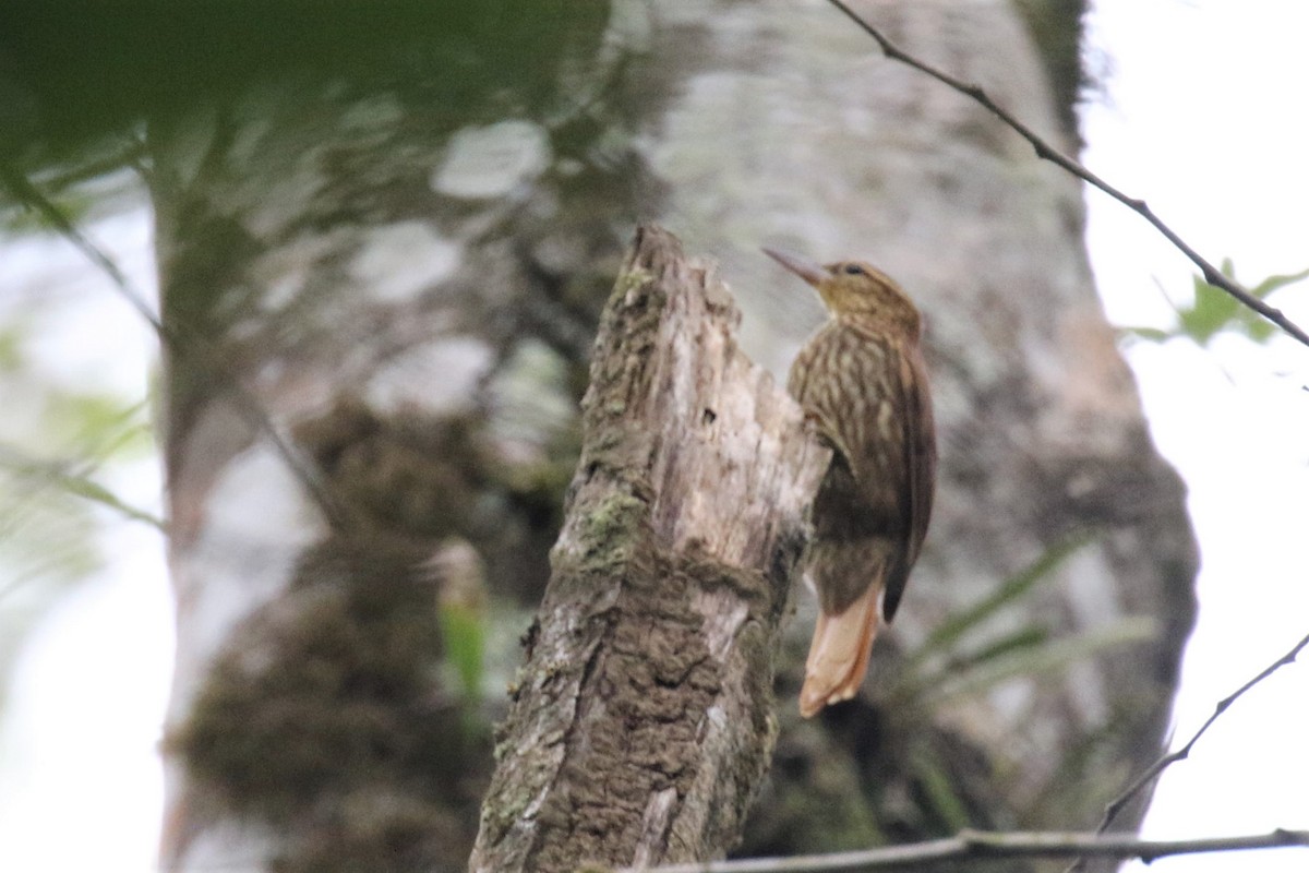 Pale-browed Treehunter - ML555951581