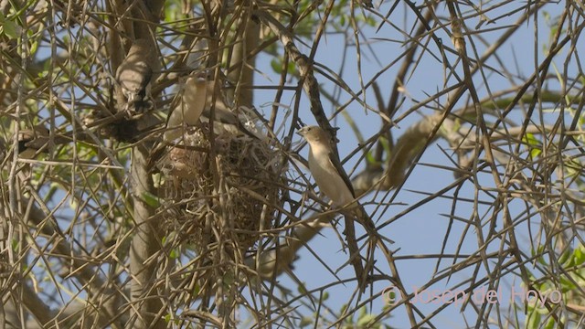 African Silverbill - ML555951971